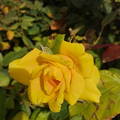 Rains@universeodon.com