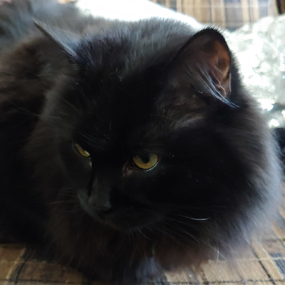 TheTenuousOrder@meow.social