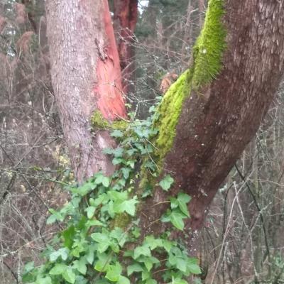 arbutus@socialbc.ca