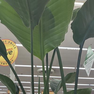Officeplant@mastodon.social