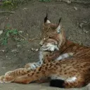 keilajec@meows.gay