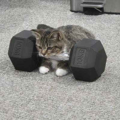 lesley@mastodon.gamedev.place