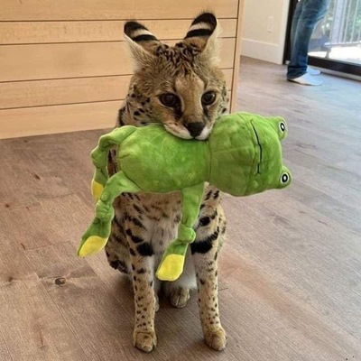 pj@social.treehouse.systems