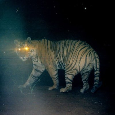 Trail_Cams@hell.twtr.plus