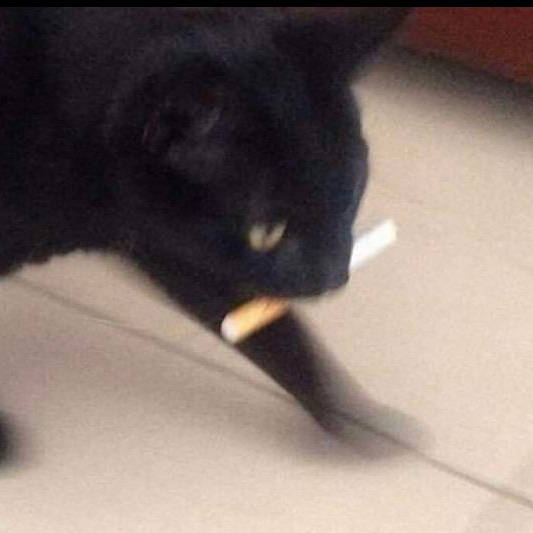 morpseus.bsky.social@bsky.brid.gy