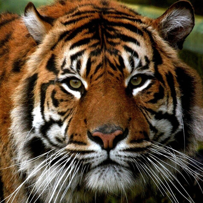 rootwyrm@weird.autos