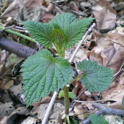 mycorrhiza@kolektiva.social
