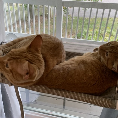 donaldball@triangletoot.party