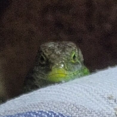 realMagnesium12@troet.cafe