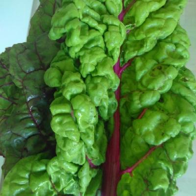 lilianalytic@catcatnya.com