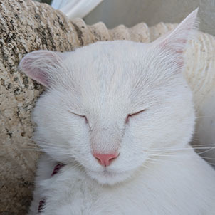 antopatriarca@mathstodon.xyz