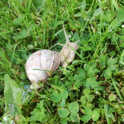 svaclav@mastodon.world