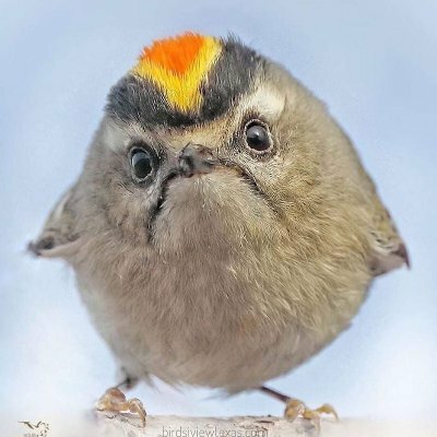 pndc@social.treehouse.systems