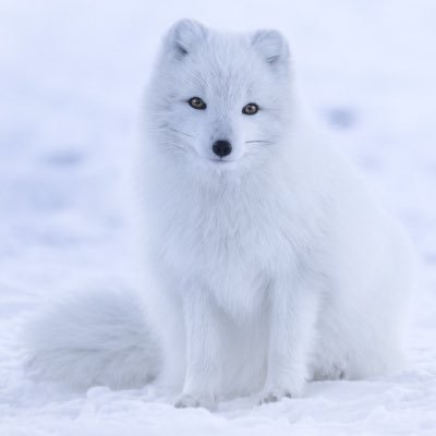 frosty@furry.engineer