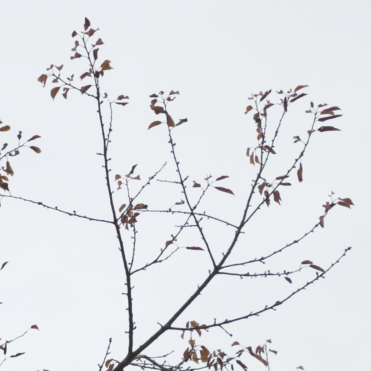 hikari@social.noyu.me