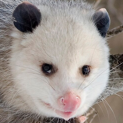 EinsPossum@chaos.social