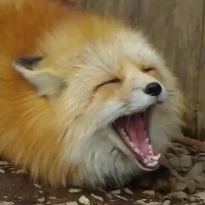 foxes@bark.lgbt