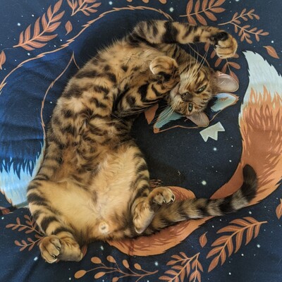 tyrthecat@treehouse.systems