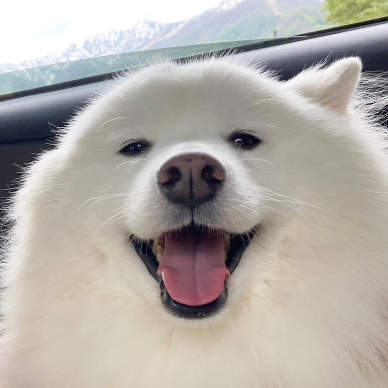 Floofer@fedi.floof.social