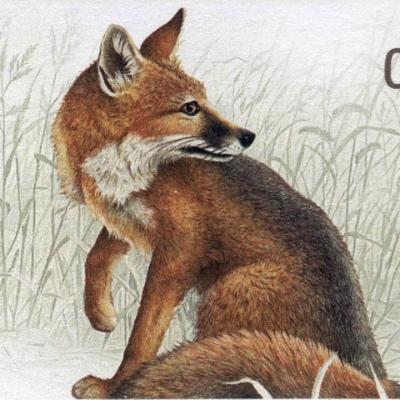 dimmfox@furry.engineer