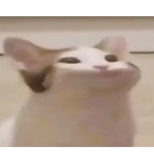 blaukadse@gib.schmus.is