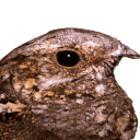 nightjar