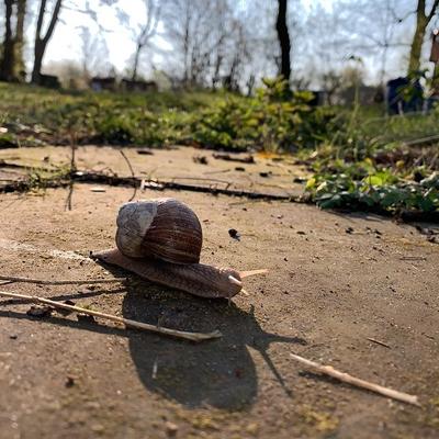 distractions@mastodon.social