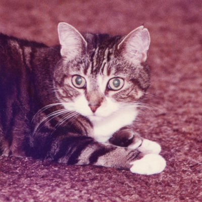 ahimsa_pdx@disabled.social