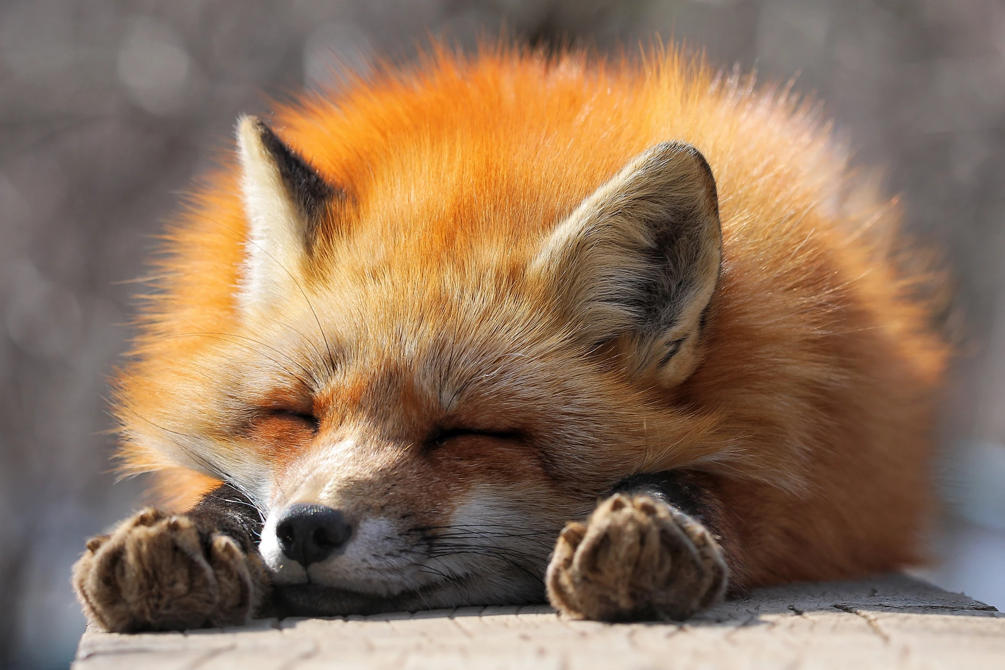 freeplay@booping.synth.download