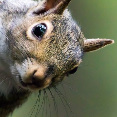 TofuTheSquirrel@piaille.fr