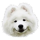 samoyed