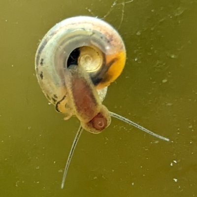 Holir_@infosec.exchange