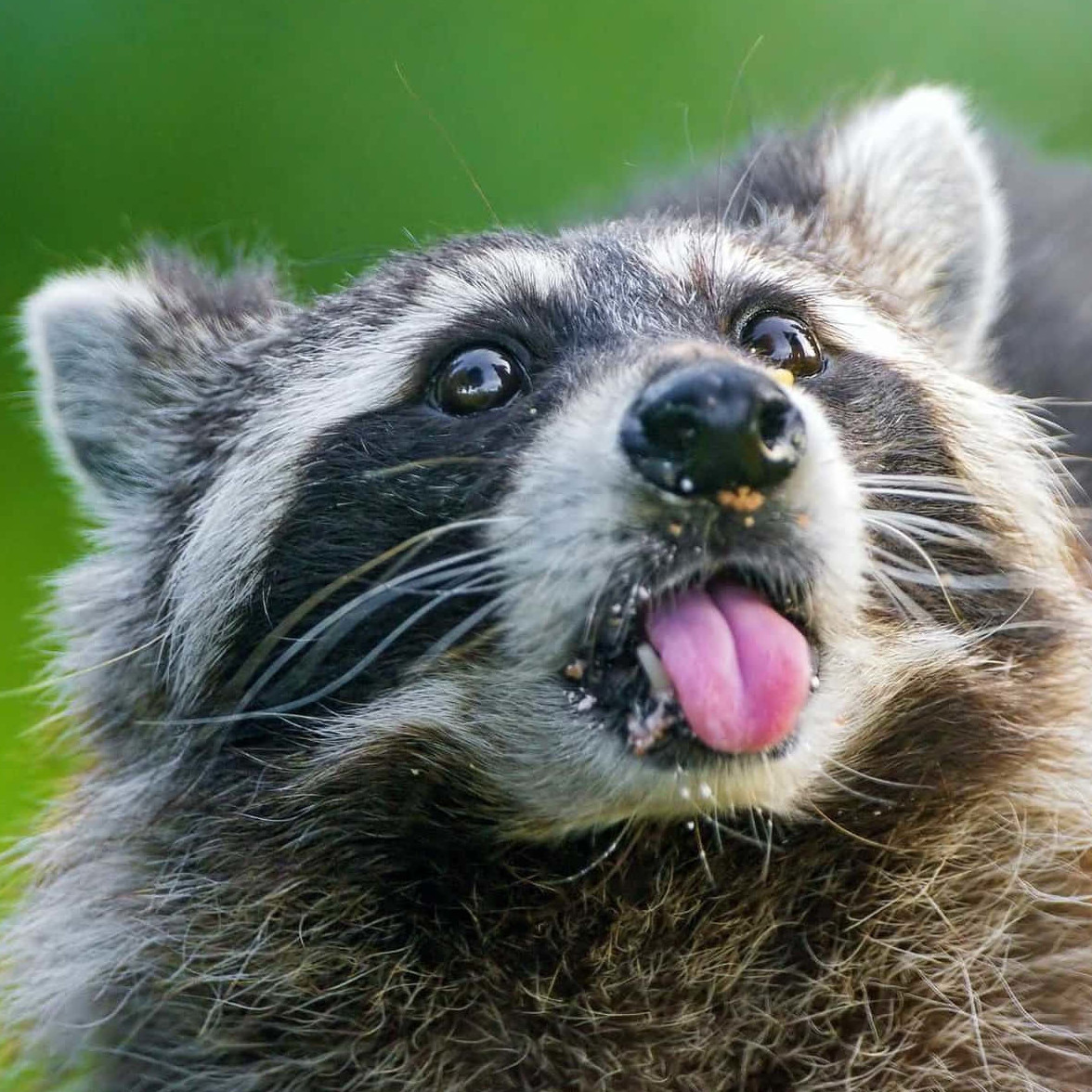 trashpanda@ainmosni.eu